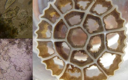 MBBR填料堵塞？可能是COD与孔数匹配不当！